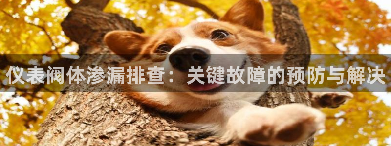 重庆新宝gg