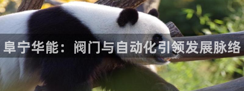 新宝六与新宝gg